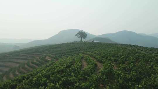 河流小溪千年古树茂密丛林