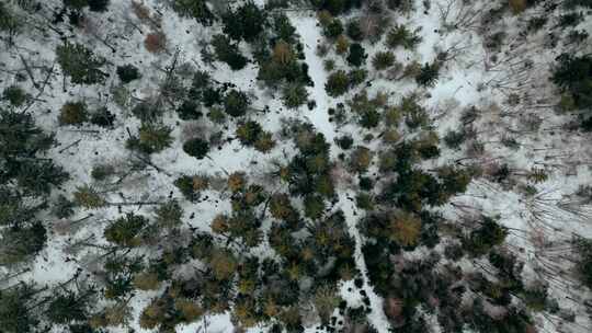 森林，雪，冰，顶级射击