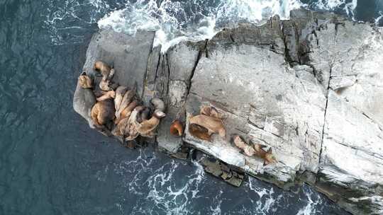 海狮从岩石岛潜入大海视频素材模板下载