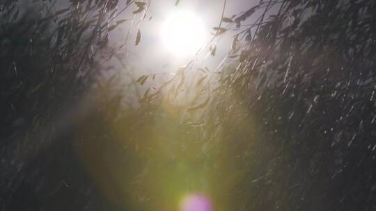 【空镜】4K自然-风吹柳树-逆光光影-多角度