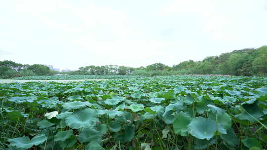 武汉江夏区藏龙岛国家湿地公园