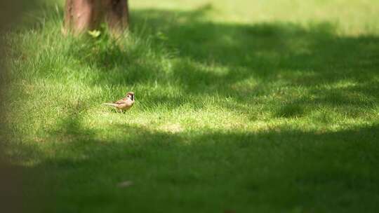 草地上欢快的小鸟