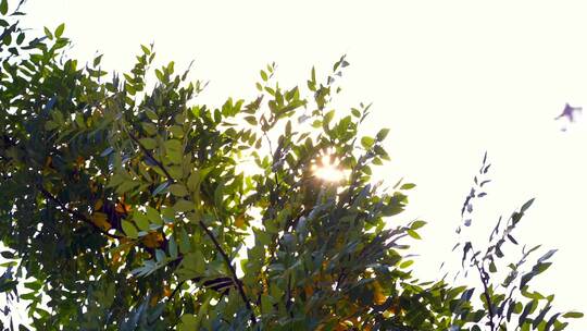 树叶 阳光 阳光透过树叶 树叶空镜头