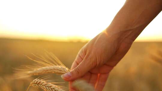 行走在麦田里用手抚摸阳光下的麦子