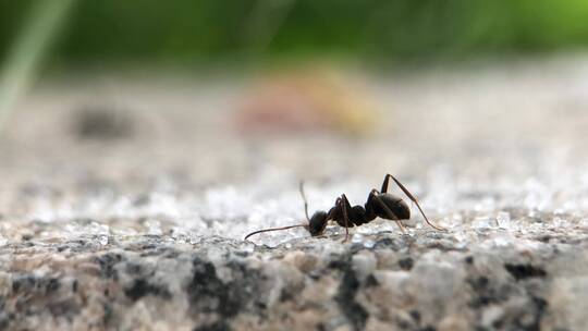 微距摄影 蚂蚁吃糖3
