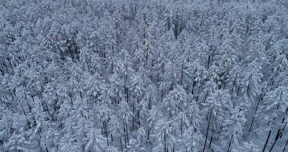 航拍大兴安岭雪后的松林雾凇