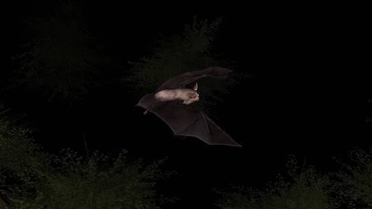 夜行动物 蝙蝠 3D动画 小菊头蝠 超声波视频素材模板下载