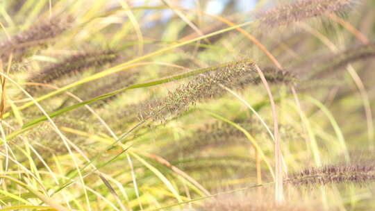 大尾巴草狗尾草 乡间田野