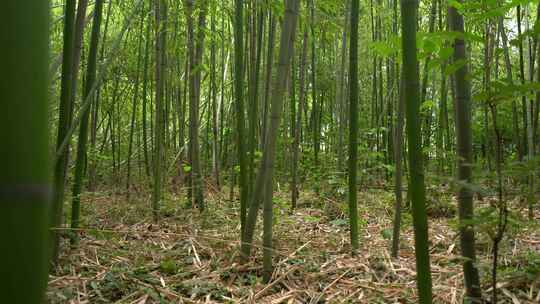 竹子竹林写意水墨