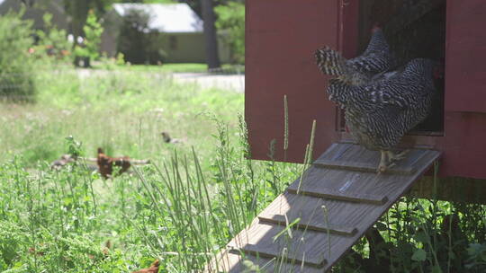 鸡坐在农场的鸡舍外面视频素材模板下载
