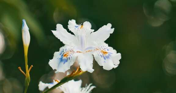 白色的蝴蝶花特写