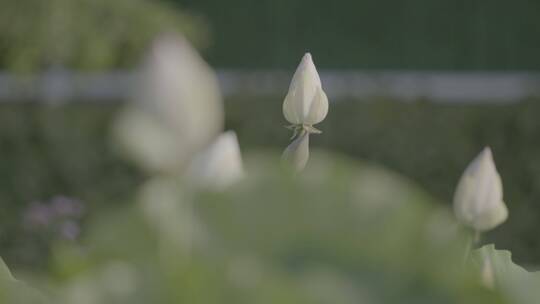 荷花空镜