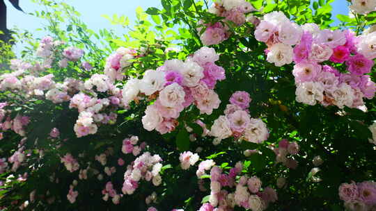 春天蔷薇花花朵开放4K
