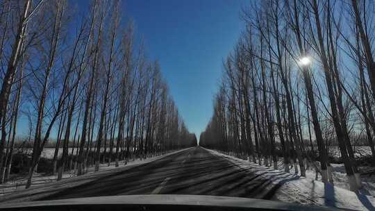 新疆冬天塔城地区道路两旁的杨树