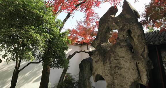 秋天园林阳光红枫红叶美景