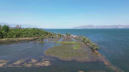 大理下关洱海月湿地航拍