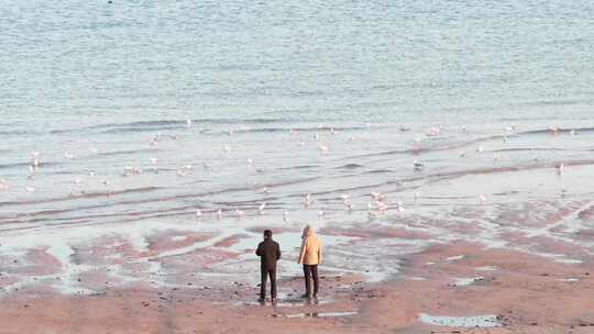 航拍海边散步看海海鸥海浪游玩