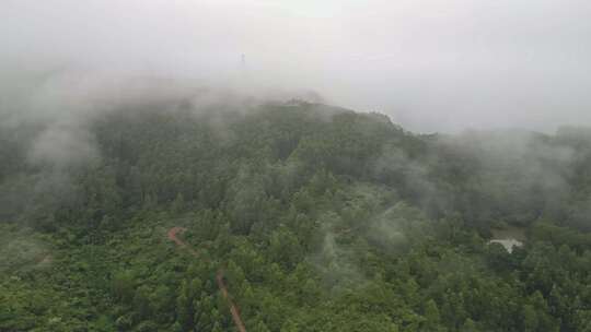 雾气笼罩的茂密山林全景