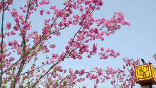 武汉市东湖磨山樱花园粉色樱花特写4k视频