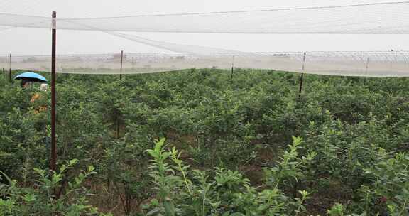 大型蓝莓种植基地采摘蓝莓 常州溧阳曹山