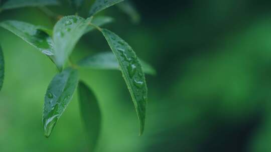 绿叶雨后雨滴水珠