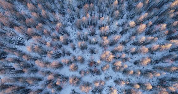 航拍冰雪森林、红树头