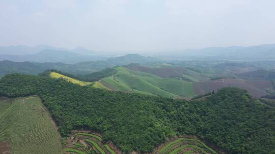 航拍浙江湖州德清大片茶园