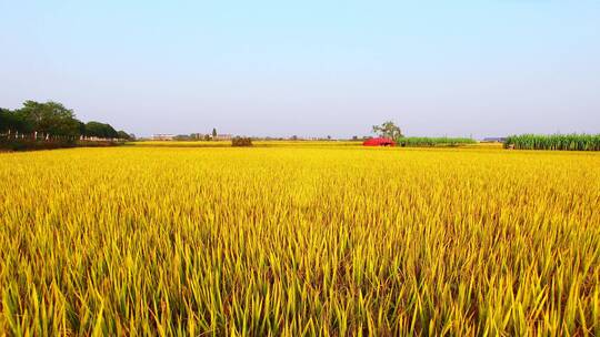 夏季绿色的稻田