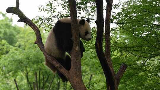 大熊猫在树上挠痒