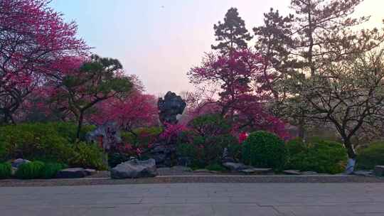 杭州植物园梅花