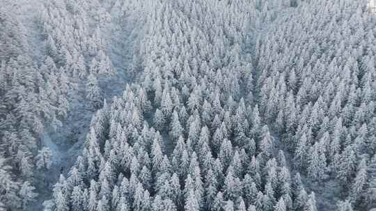 杭州临安太子尖华浪线森林雪景航拍