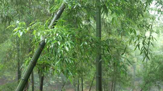 竹海竹叶沉浸式雨天滴水的竹林
