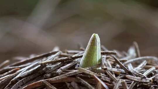破土而出的植物嫩芽