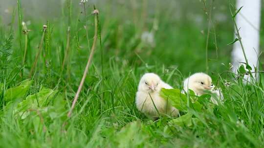 两只小黄鸡坐在青草上啄草