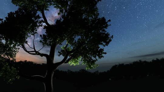 晚上的树和银河系的星星