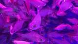 水族馆的鱼高清在线视频素材下载