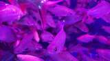 水族馆的鱼高清在线视频素材下载
