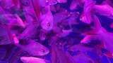 水族馆的鱼高清在线视频素材下载
