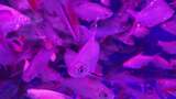 水族馆的鱼高清在线视频素材下载