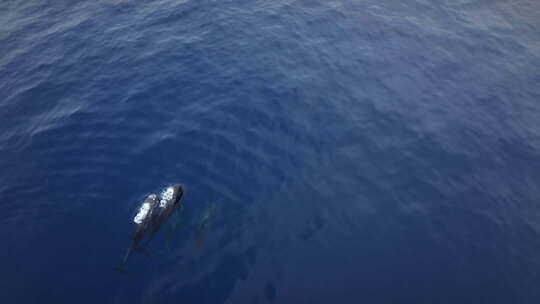 海洋中的海豚在豆荚中游泳蓝色的海水