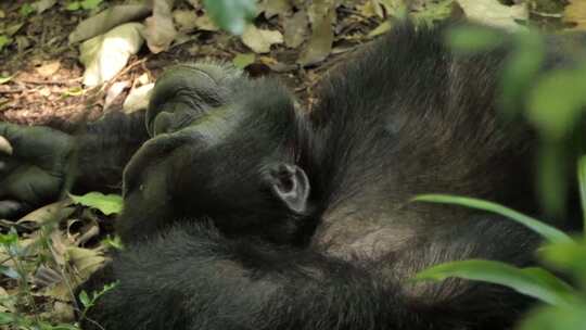 黑猩猩躺在地上特写