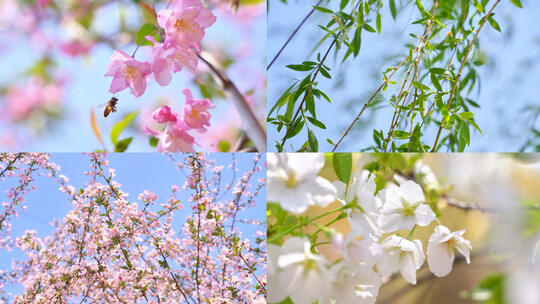 实拍春天唯美空景立春春分小清新片头高清在线视频素材下载