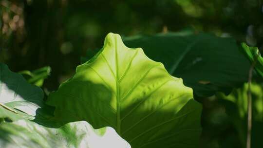 阳光下的绿色植物叶片特写