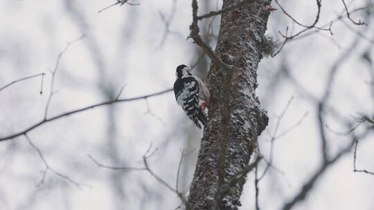 冬季啄木鸟在树上觅食捉虫