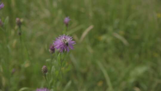 蜜蜂，栖息地，蜂巢，蜂巢