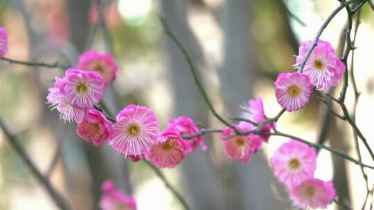 春季红色梅花景观