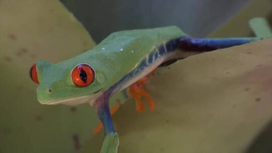 红眼树蛙走过树叶的特写镜头