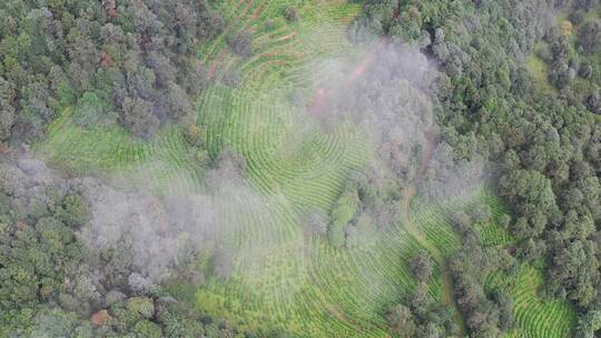 茶树茶山茶园高清4k航拍素材