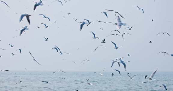 4K海边飞翔的海鸥