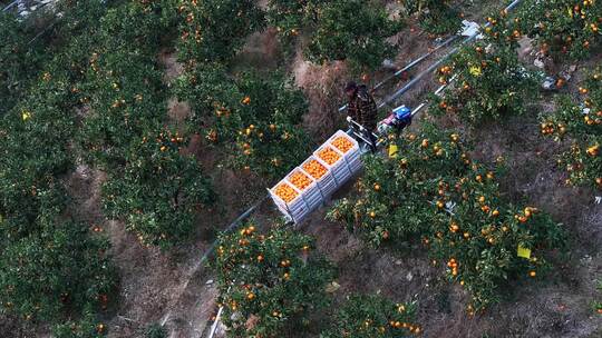 轨道车运输橘子在桔子果园视频素材模板下载